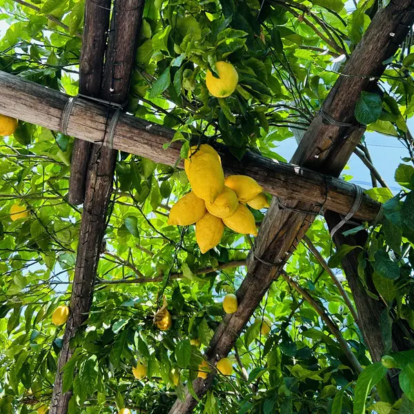 Workshop zelf Limoncello maken